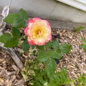 Meet your Posher, Maren